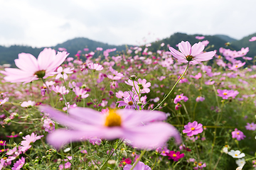 Image showing Pink Daisy farm