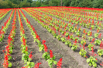 Image showing Salvia farm