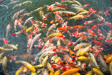 Image showing Koi fish in pool