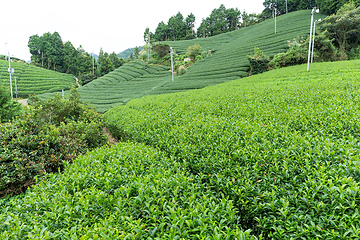 Image showing Tea plantation