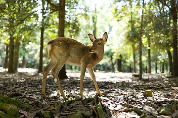 Image showing Deer in Nara Park