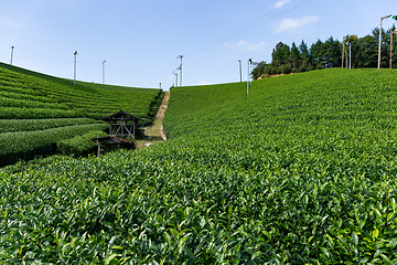 Image showing Fresh tea farm