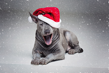 Image showing thai ridgeback puppy in xmas hat