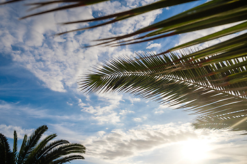 Image showing Palm tree leaves against sunset light