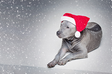 Image showing thai ridgeback puppy in xmas hat