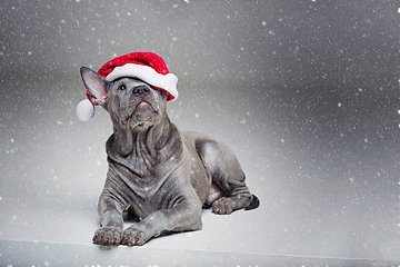 Image showing thai ridgeback puppy in xmas hat