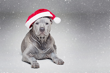 Image showing thai ridgeback puppy in xmas hat