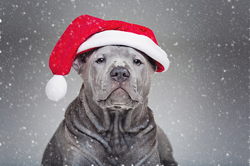 Image showing thai ridgeback puppy in xmas hat