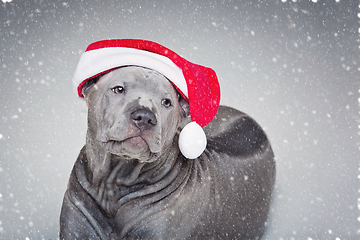 Image showing thai ridgeback puppy in xmas hat