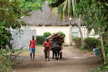 Image showing Malagasy farmer riding ox cart in Nosy Be, Madagascar