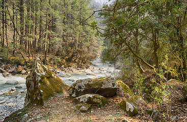 Image showing Hiking in Nepal jungle forest