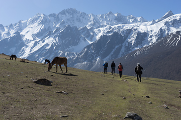 Image showing Backpackers and horses in Nepal climbing muntains