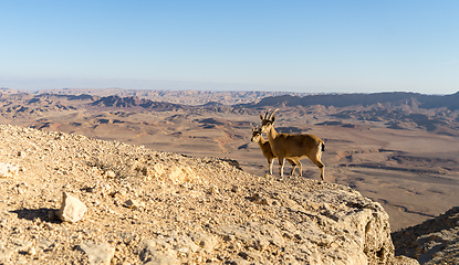 Image showing Trekking in Negev dramatic stone desert, Israel 