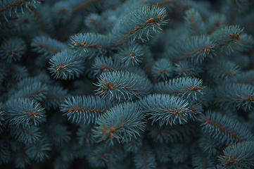 Image showing Background texture of fir tree branches