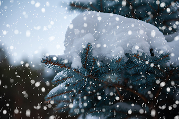 Image showing Snow-covered fir trees