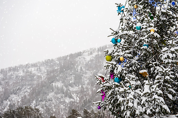 Image showing New year fir tree