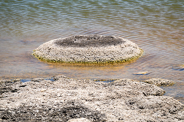 Image showing Stromatolites Lake Thetis Western Australia