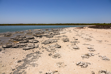 Image showing Stromatolites Lake Thetis Western Australia