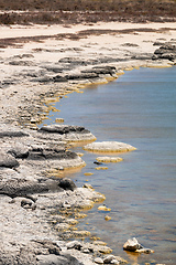 Image showing Stromatolites Lake Thetis Western Australia