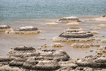 Image showing Stromatolites Lake Thetis Western Australia