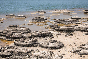 Image showing Stromatolites Lake Thetis Western Australia