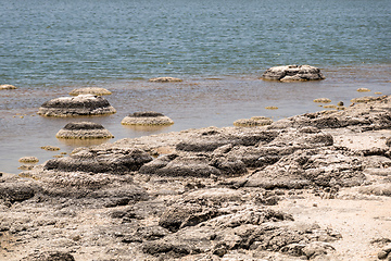 Image showing Stromatolites Lake Thetis Western Australia