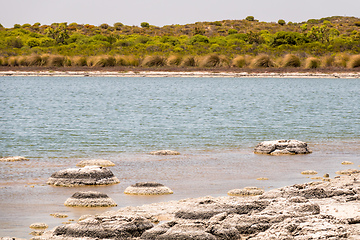 Image showing Stromatolites Lake Thetis Western Australia