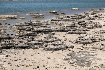 Image showing Stromatolites Lake Thetis Western Australia