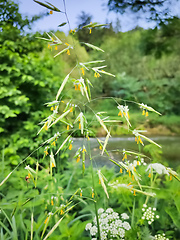 Image showing Grasses and pollen