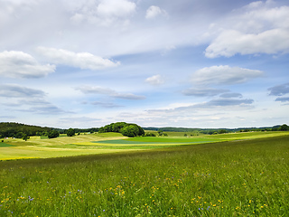 Image showing green summer meadow