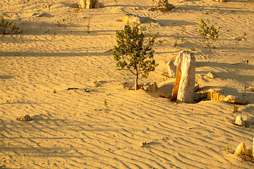 Image showing Pinnacles Desert in western Australia