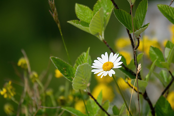Image showing natural daisy flower
