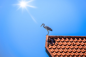 Image showing Heron on a red roof