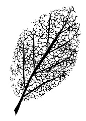 Image showing dead leaf symbol of grief