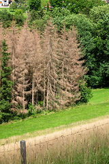 Image showing forest dieback in south Germany