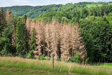 Image showing forest dieback in south Germany