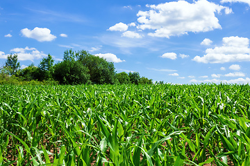 Image showing corn field with blue sky