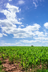 Image showing corn field with blue sky