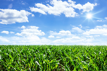Image showing corn field with blue sky