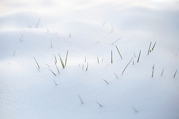 Image showing Grass blades in the snow