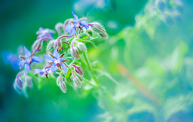 Image showing Close-up of Borage blue flowers