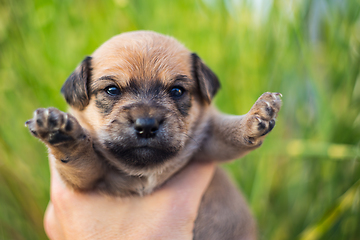 Image showing Adorable newborn puppy dog