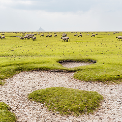 Image showing Bay of Mont Saint-Michel and sheeps