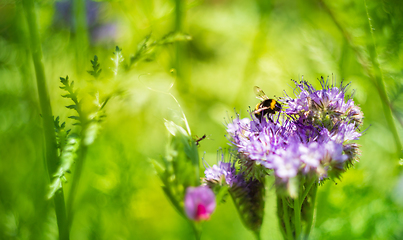 Image showing Phacelia tanacetifolia flower and bumblebee