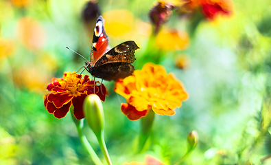 Image showing European peacock butterfly gathering pollen