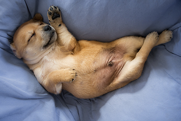 Image showing Newborn puppy sleeping  on blanket