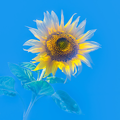 Image showing Sunflower against water blue