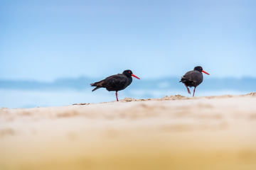 Image showing Black Oystercatcher bird