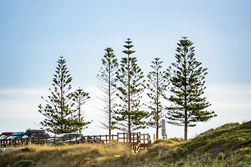 Image showing trees at a beach in south Australia