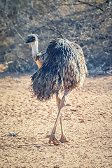 Image showing Emu bird in the Australia outback